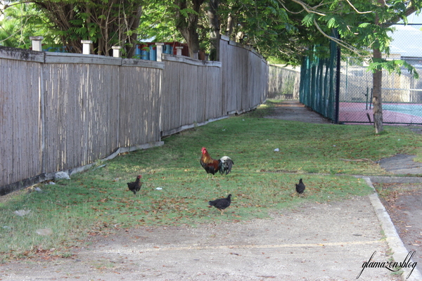 barbados-rooster